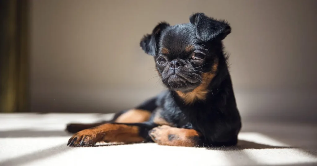 Cachorro pequeno para apartamento