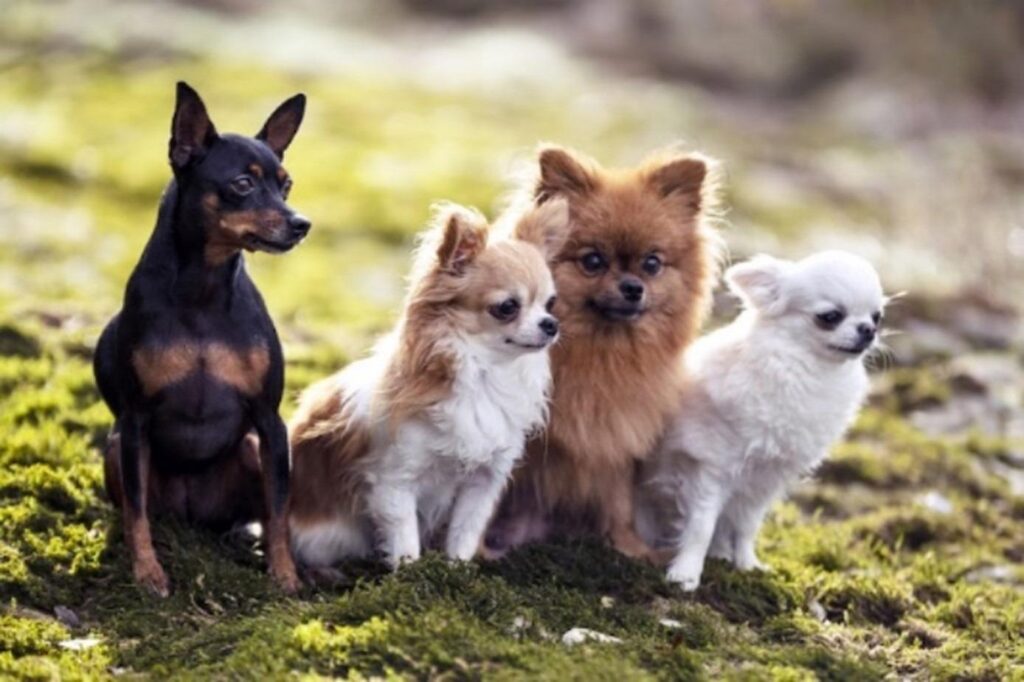 Cachorros pequenos para apartamento