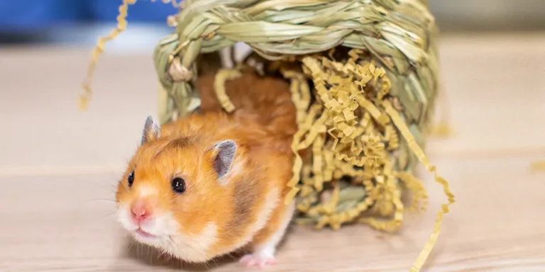 Hamster Sírio