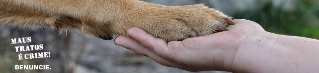 Como denunciar maus tratos e animais anonimamente