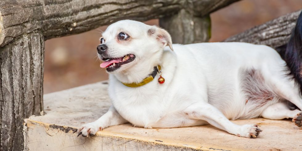 Cão obeso