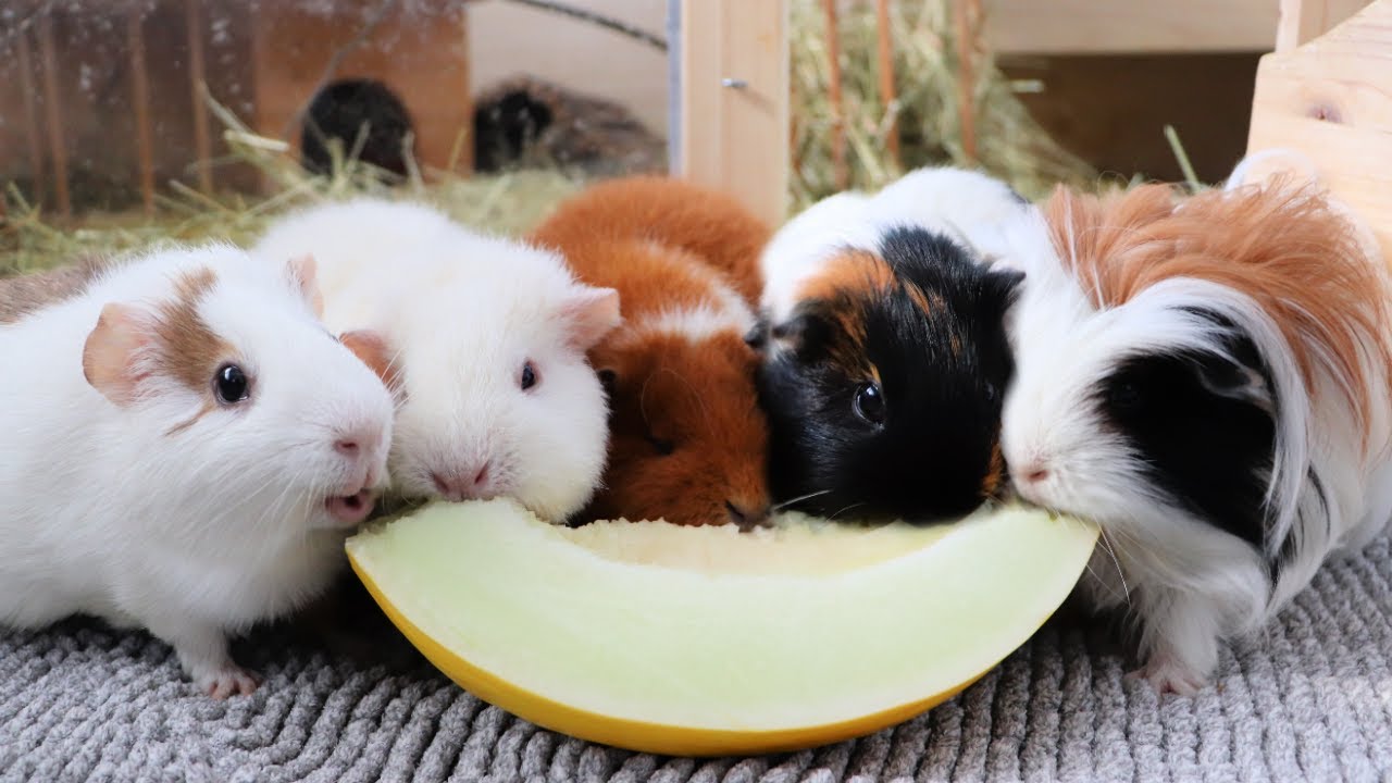 Porquinho da índia pode comer melão imagem de destaque