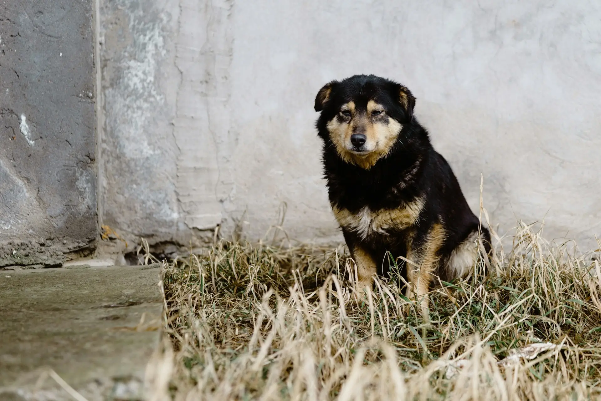 Como denunciar maus tratos a animais anonimamente