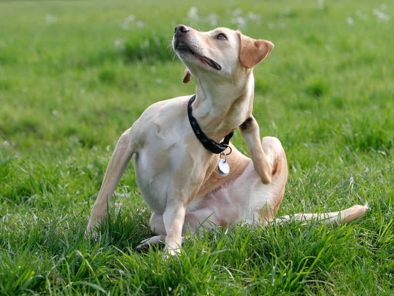 Cachorro se coçando