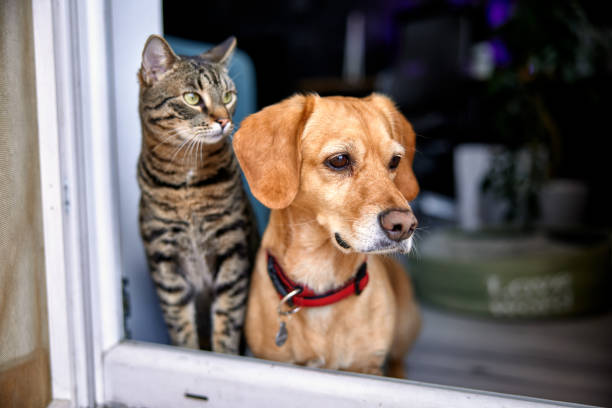 Cachorro pode comer ração de gato?