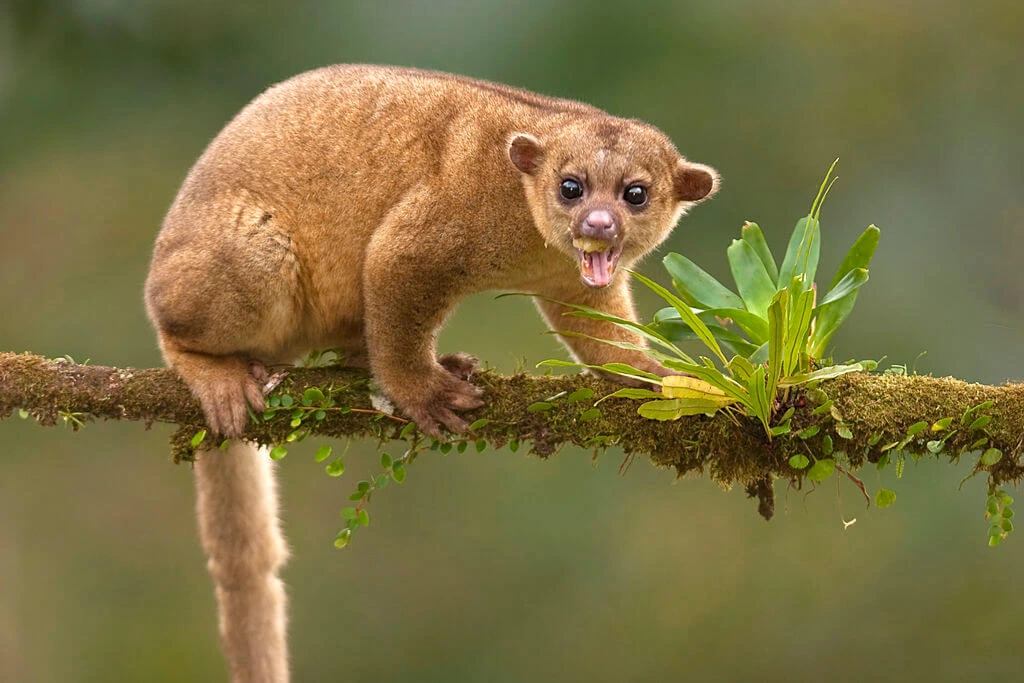 Animais exóticos de estimação: Kinkajou