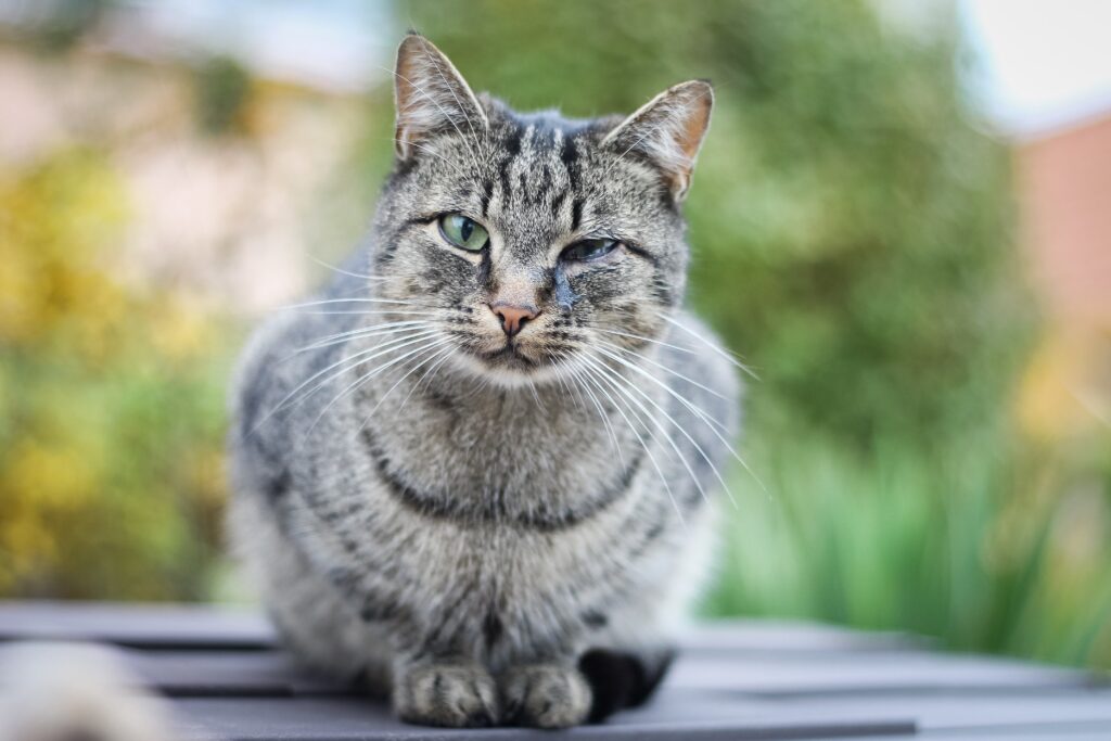 Gato com olho lacrimejando cuidados