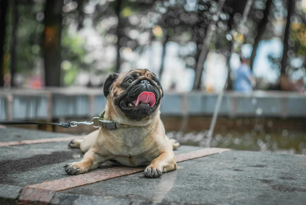 Cachorros pequenos para apartamento: Pug