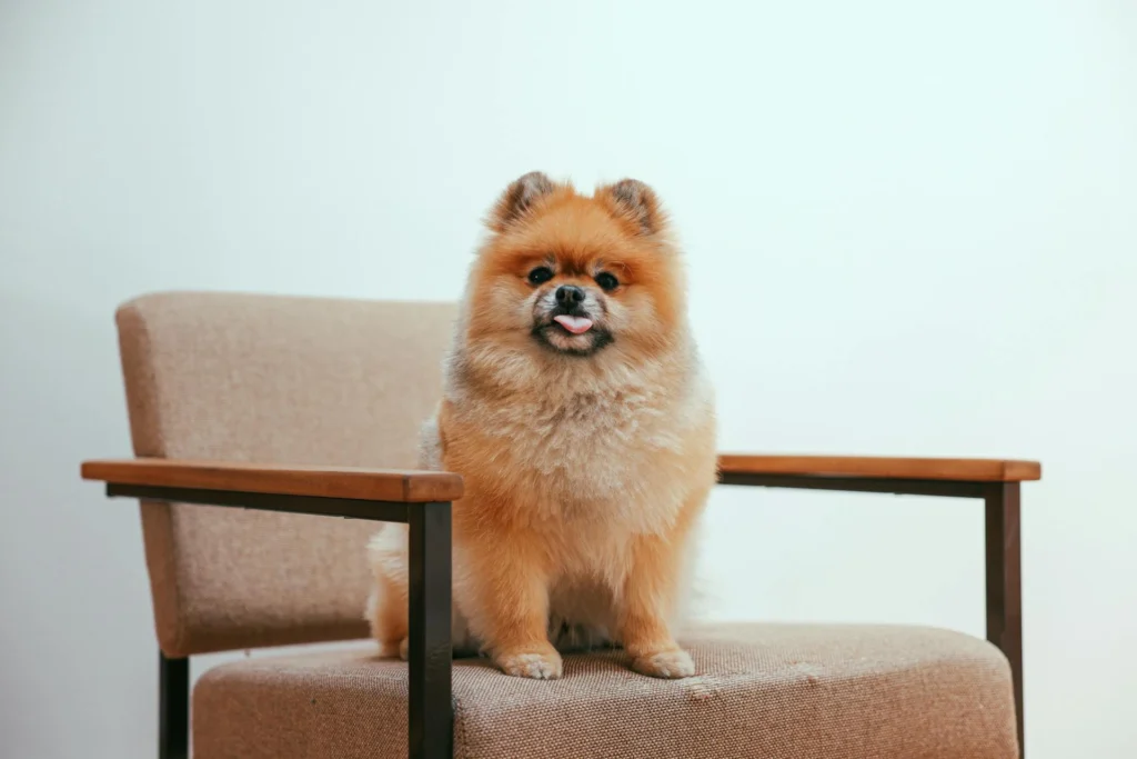 Cachorros pequenos para apartamento: Lulu da Pomerânia