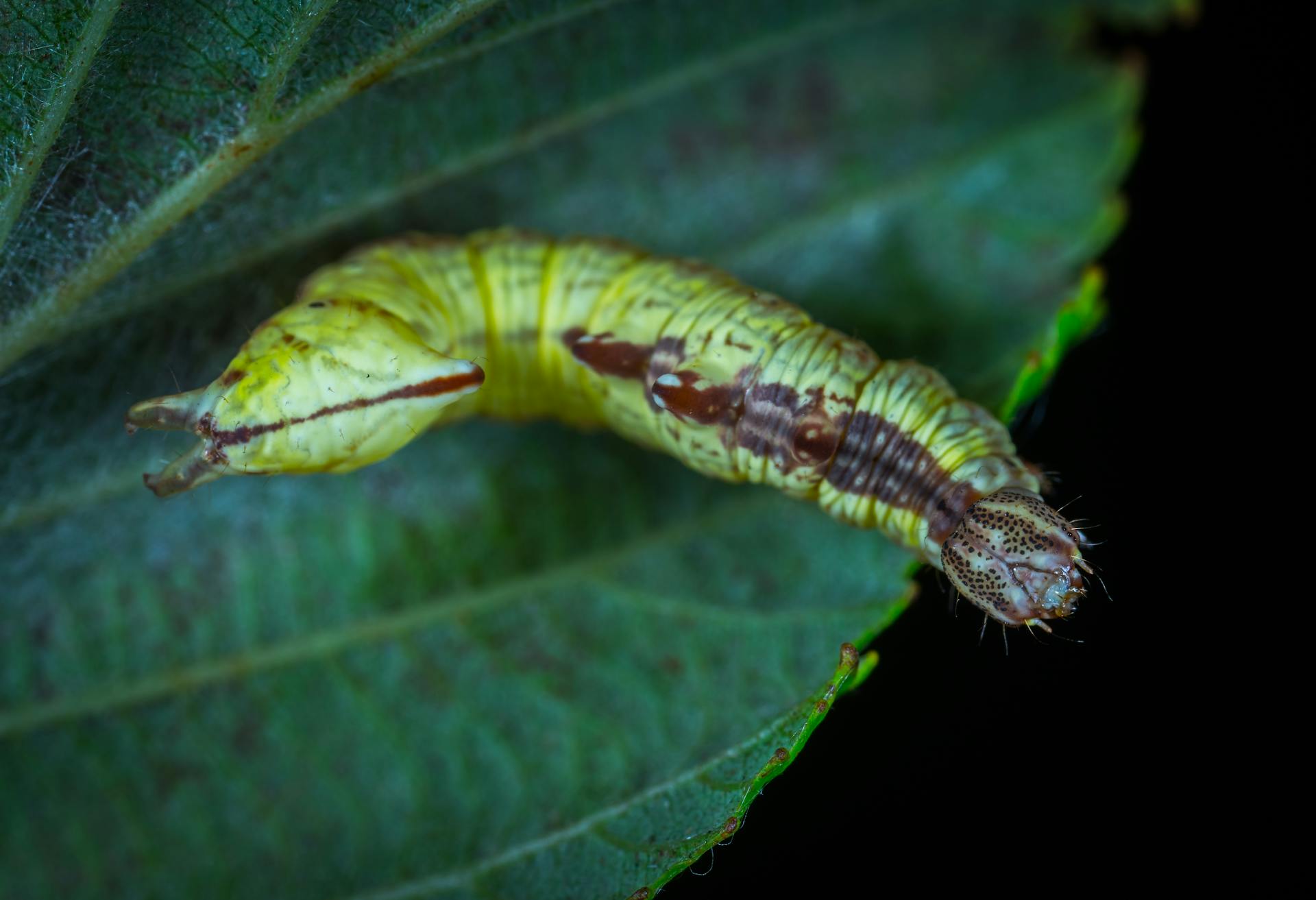 Lagartas no coqueiro