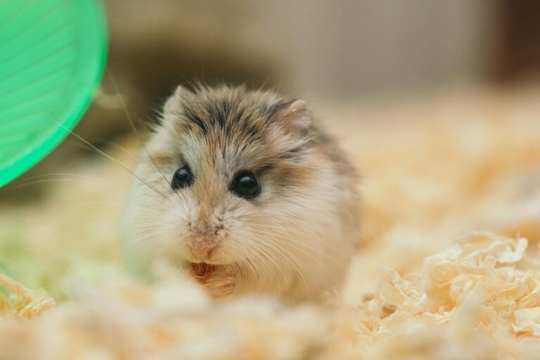 Enriquecimento ambiental para roedores: Hamster