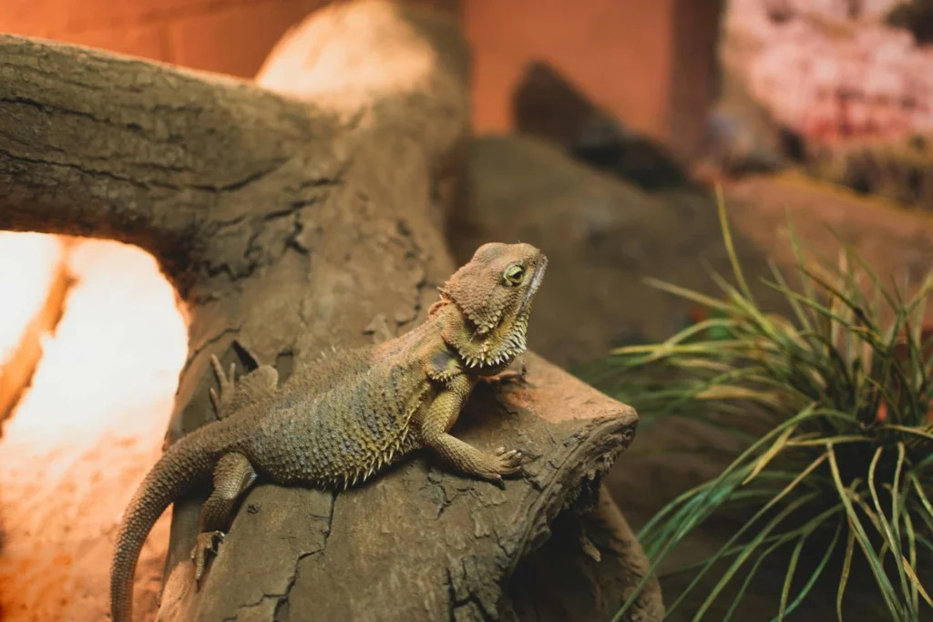 Animais exóticos de estimação: Dragão Barbudo