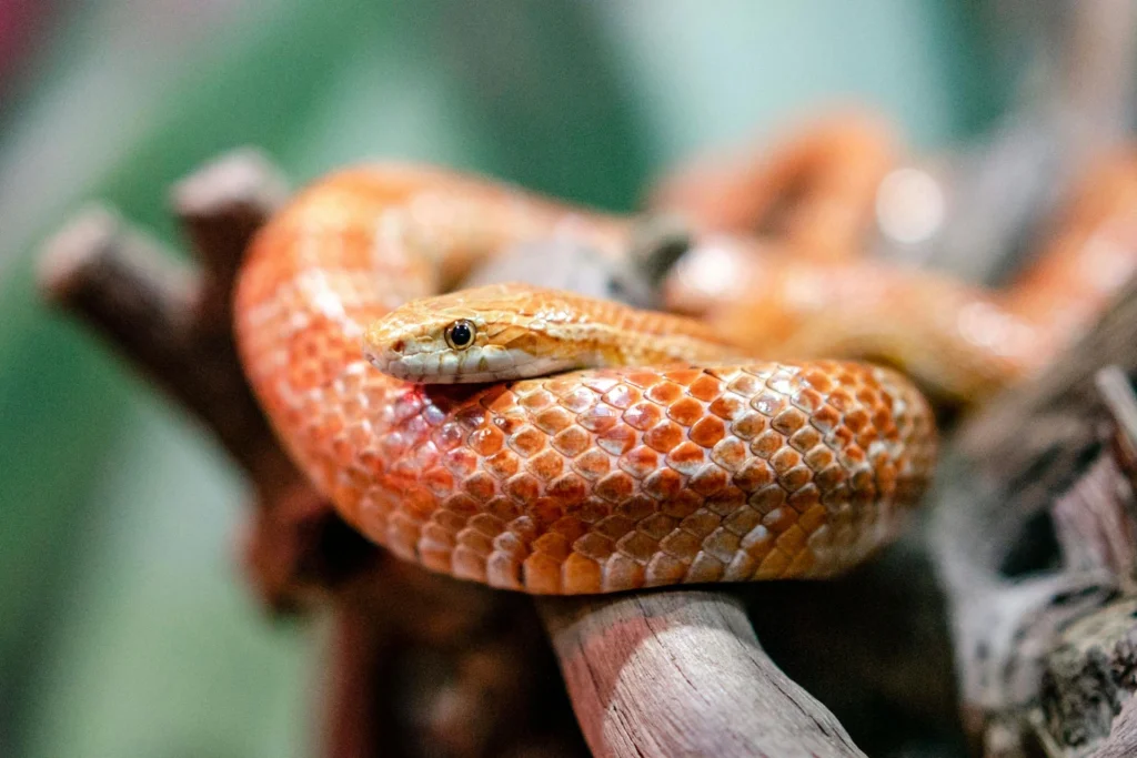 Animais exóticos de estimação: Cobra do milho