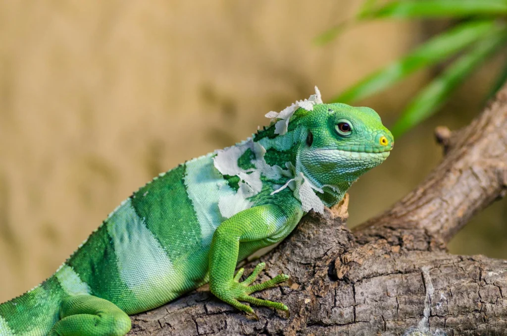 Animais exóticos de estimação: Iguana