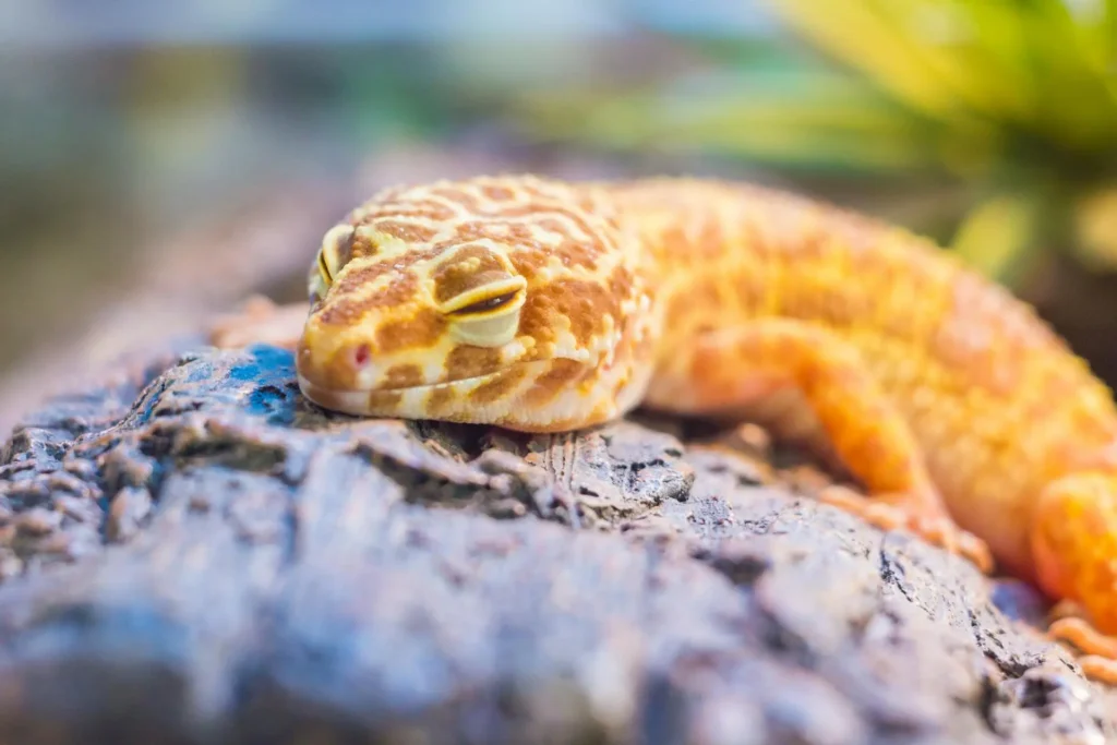 Animais exóticos de estimação: gecko leopardo