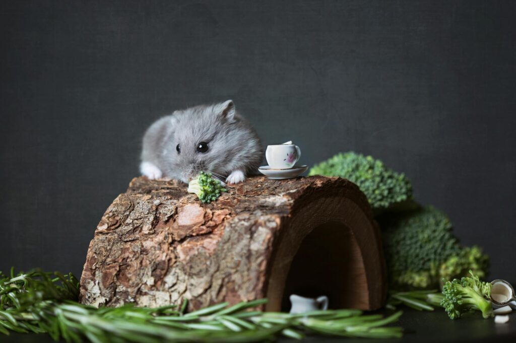 Enriquecimento ambiental para roedores: hamster comendo