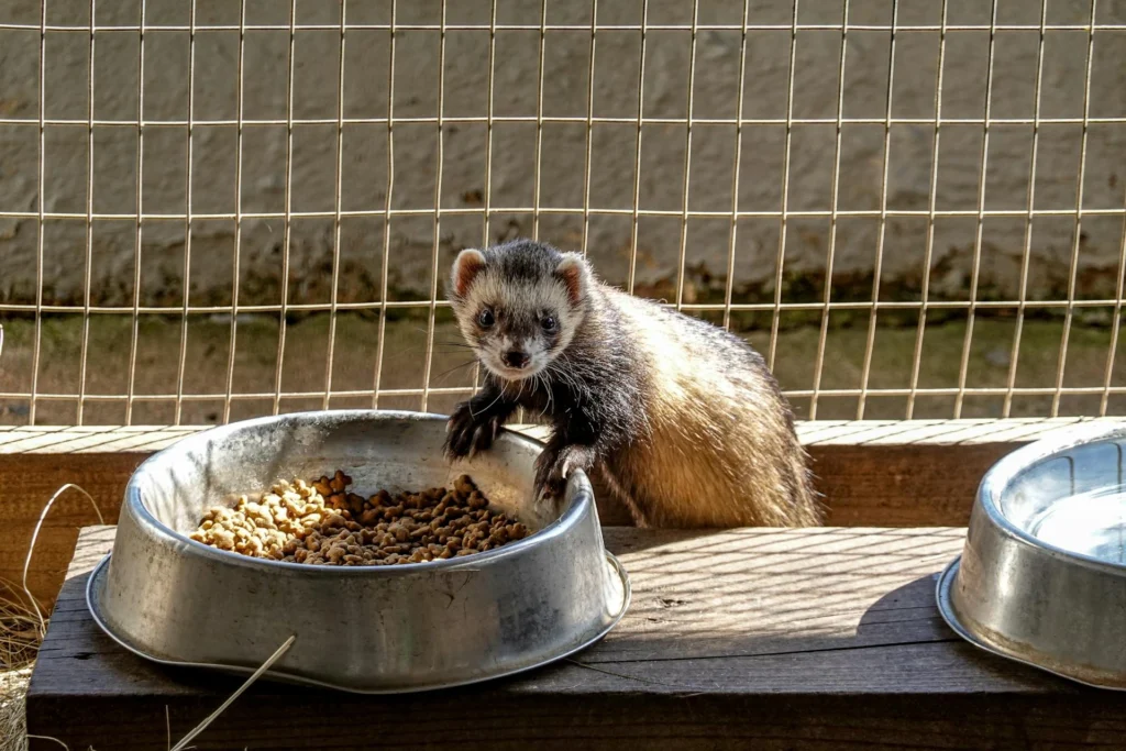 Animais exóticos de estimação: Furão