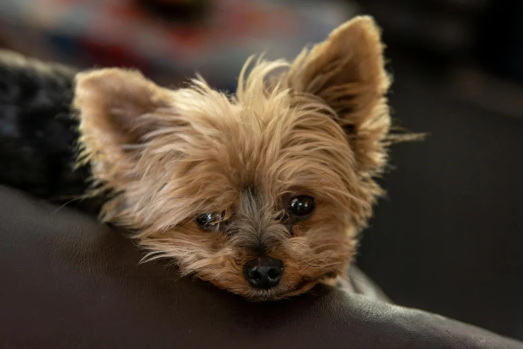 Cachorros pequenos para apartamento: Yorkshire