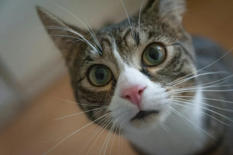 Gato olhando assustado - gato perdendo pelo