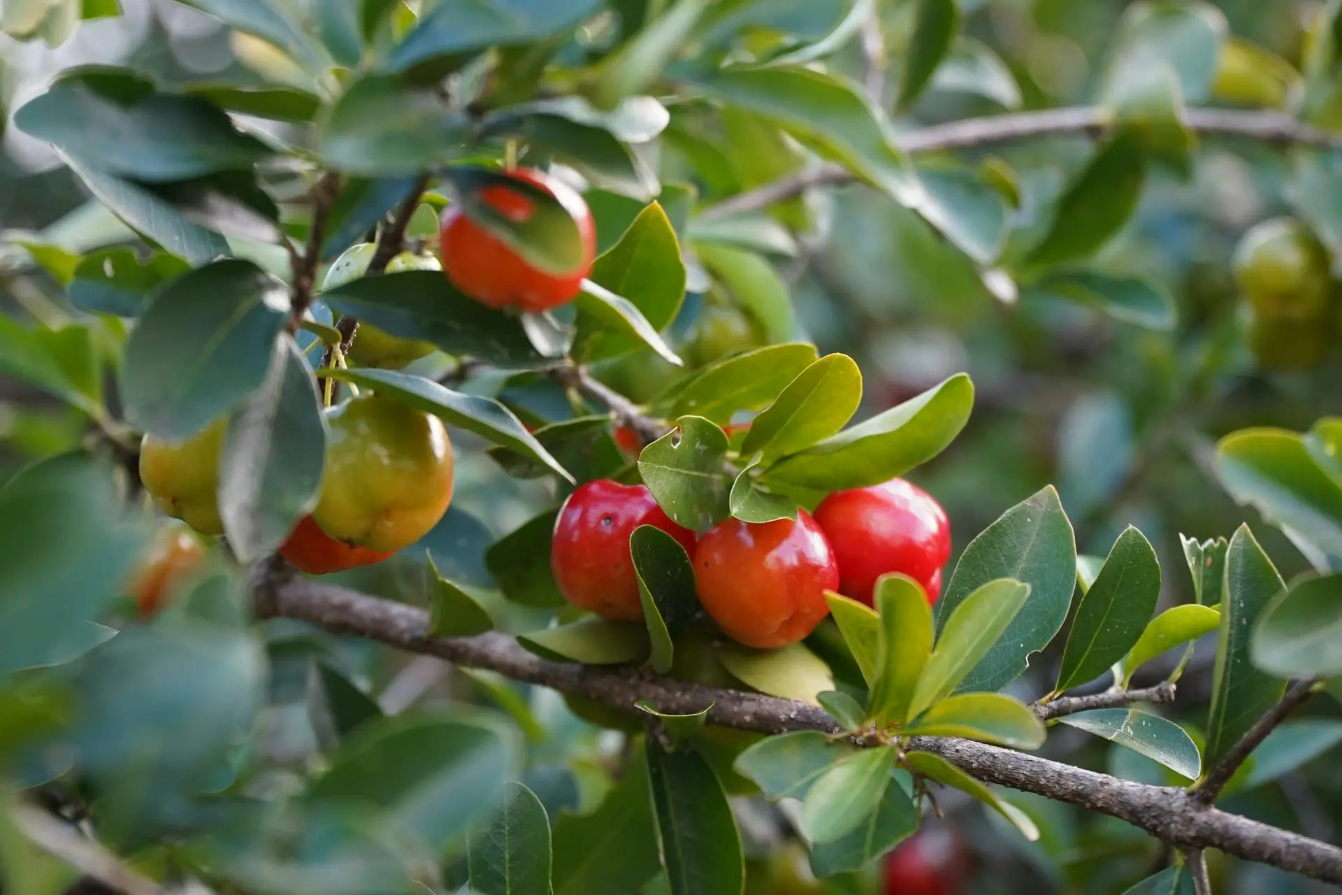 Muda de acerola: Pé de acerola