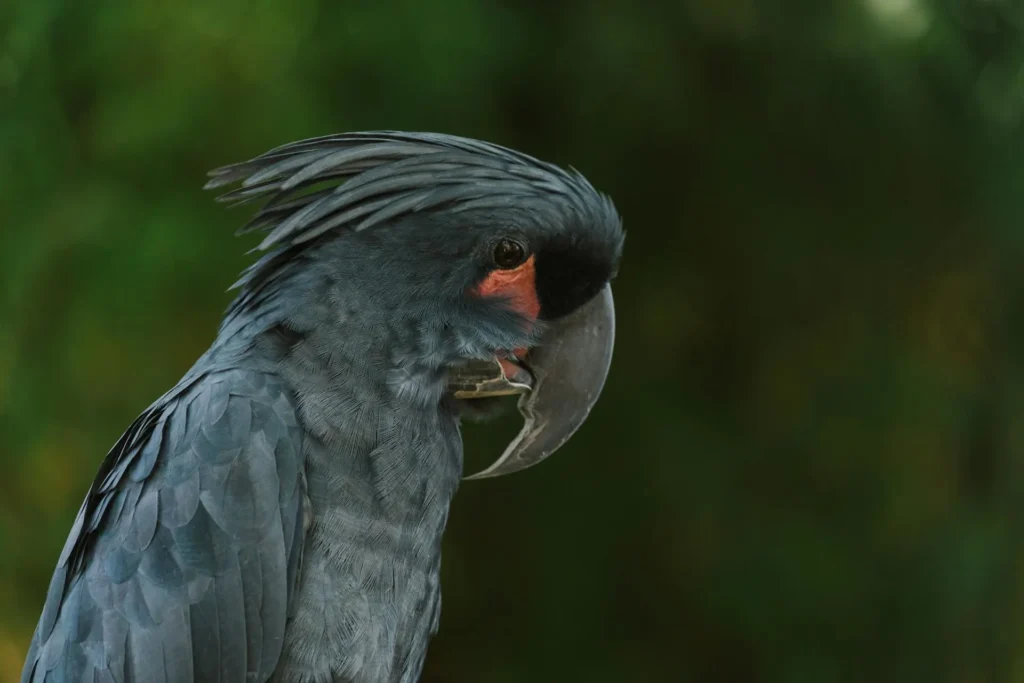 Animais exóticos de estimação: Cacatua Negra