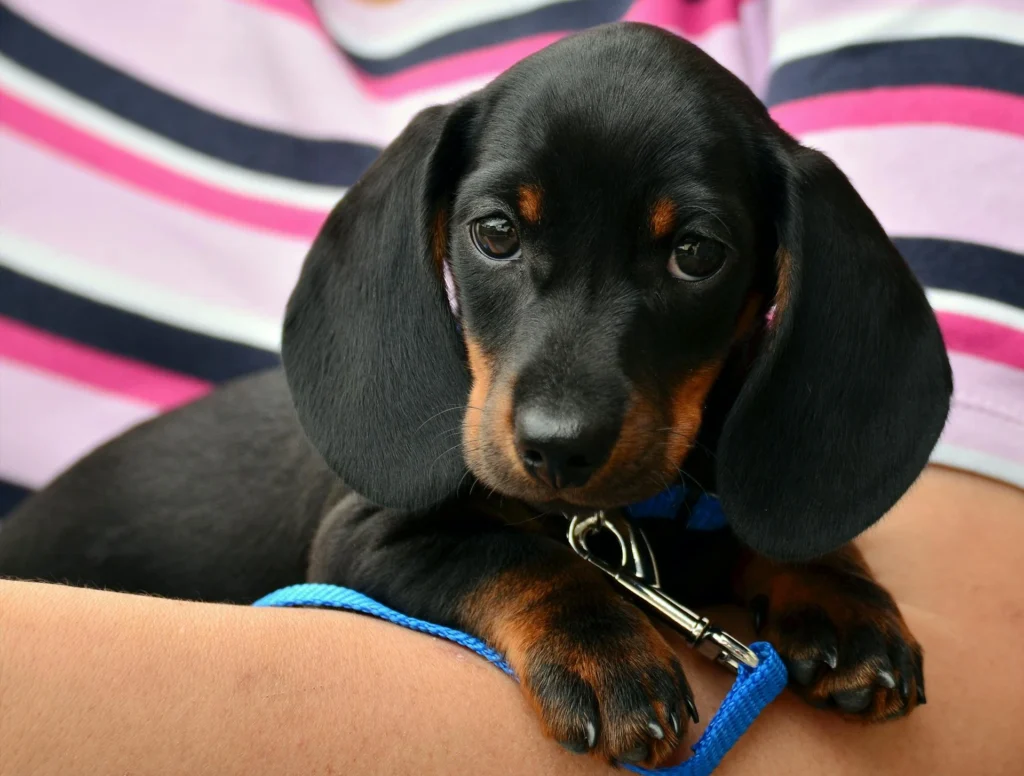 Cachorros pequenos para apartamento: Daschund