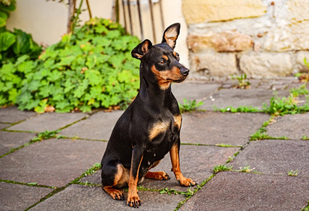 Pinscher