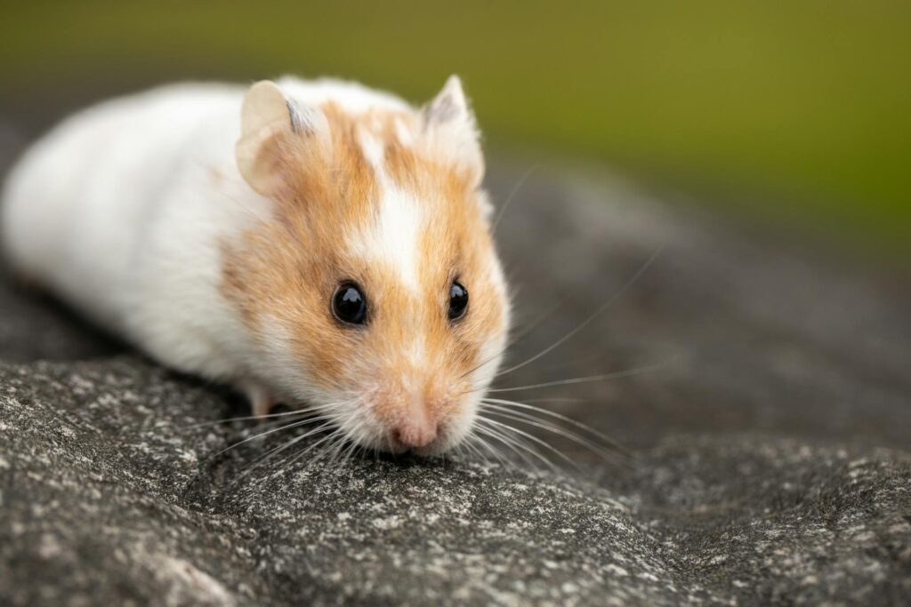 Hamster dourado (hamster sírio)