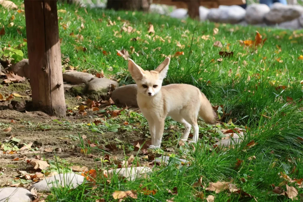 Animais exóticos de estimação: Fennec