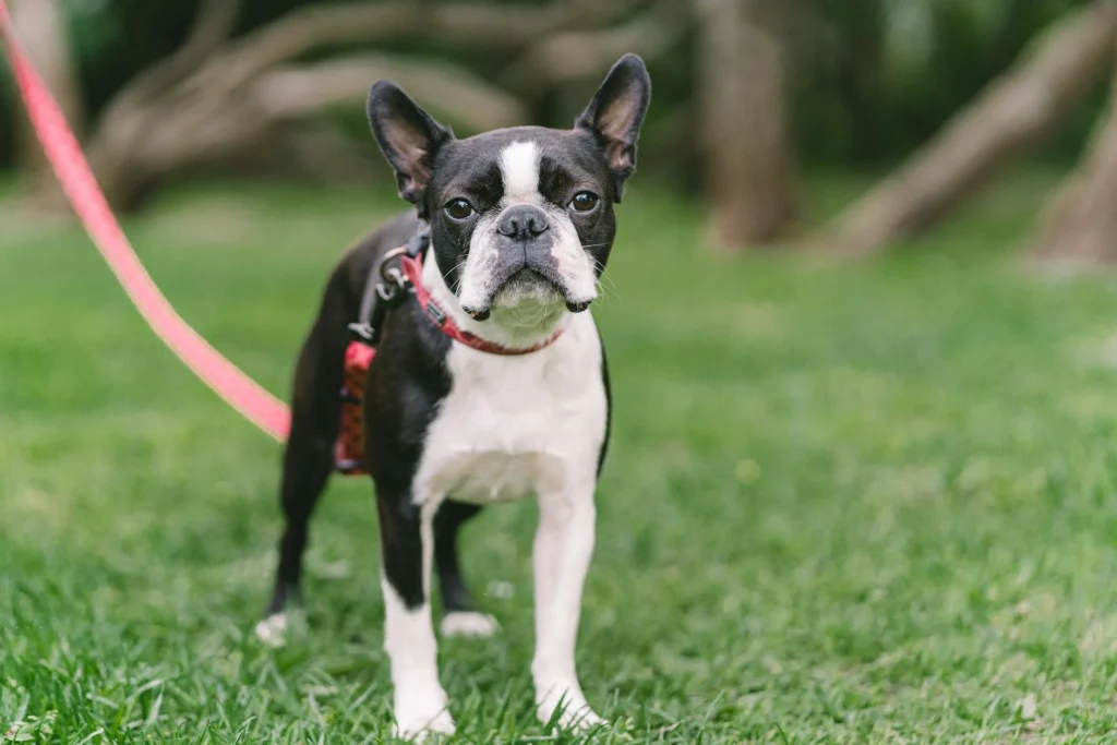 Cachorros pequenos para apartamento: Boston Terrier