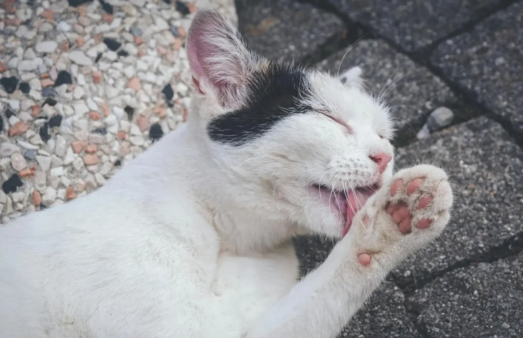 Sarna em gatos: gato se lambendo