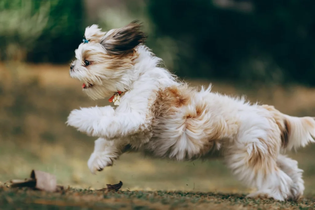 Cachorros pequenos para apartamento: Shih Tzu