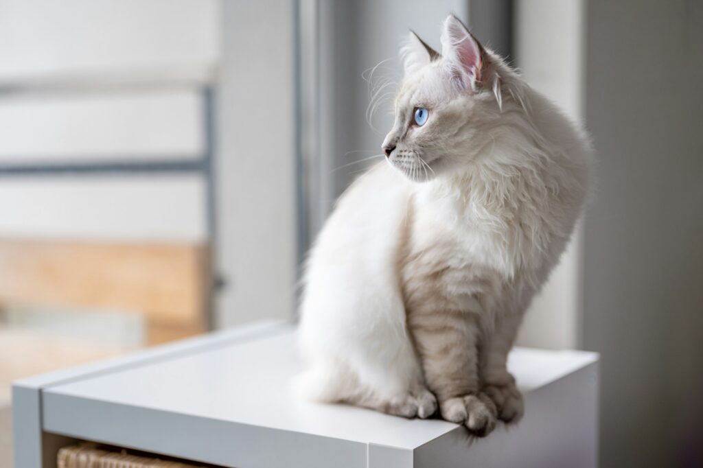 Sonhar com gato atacando: Gato branco