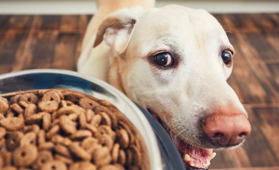 Cachorro pode comer ração de gatos?