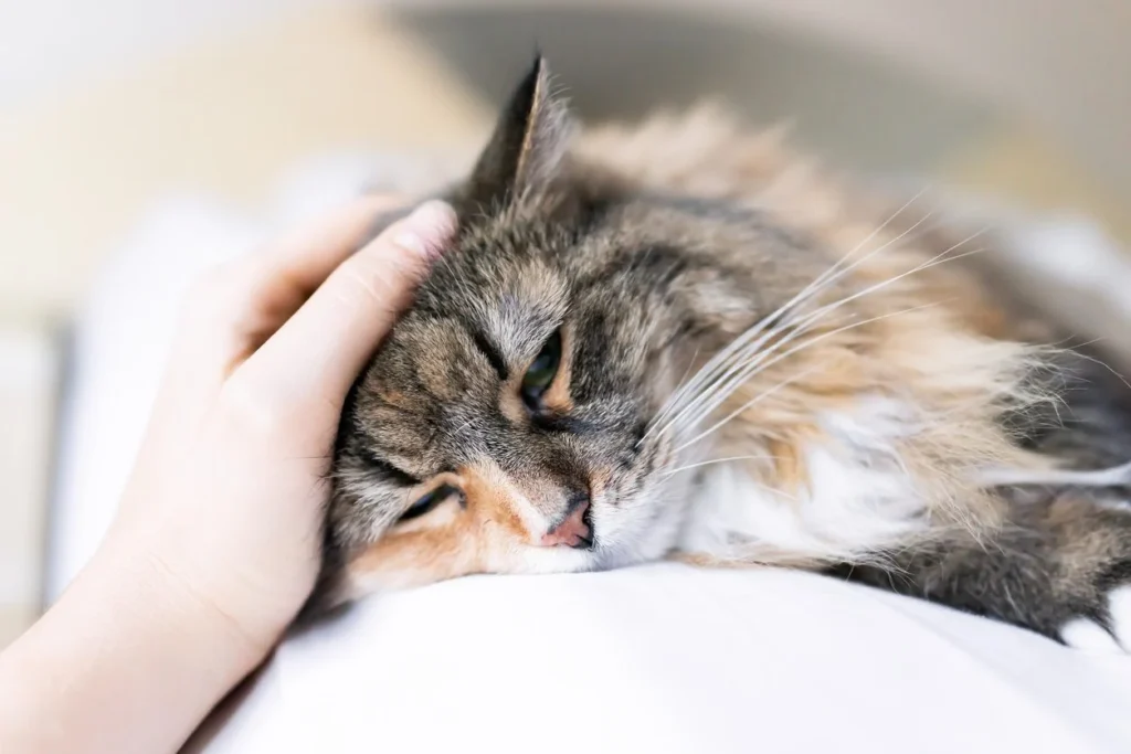 Sarna em gatos: gato sendo acariciado