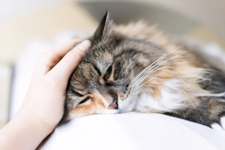 Sarna em gatos: gato sendo acariciado