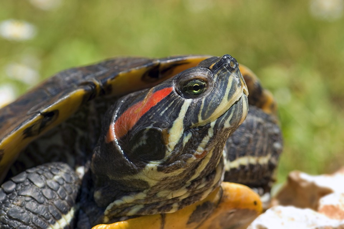 Animais exóticos de estimação: Tartaruga da orelha vermelha