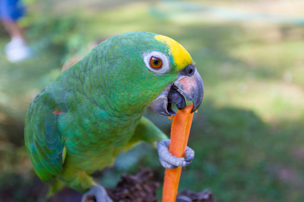 Alimentação de papagaios comendo cenoura