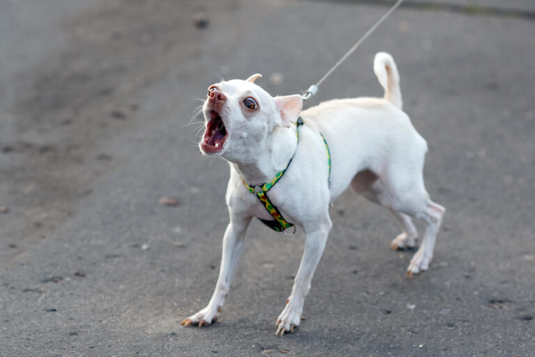 Cachorro Chihuahua Latindo Pro Nada