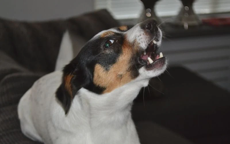 Cachorro Latindo Pro Nada Erros Para Não Cometer