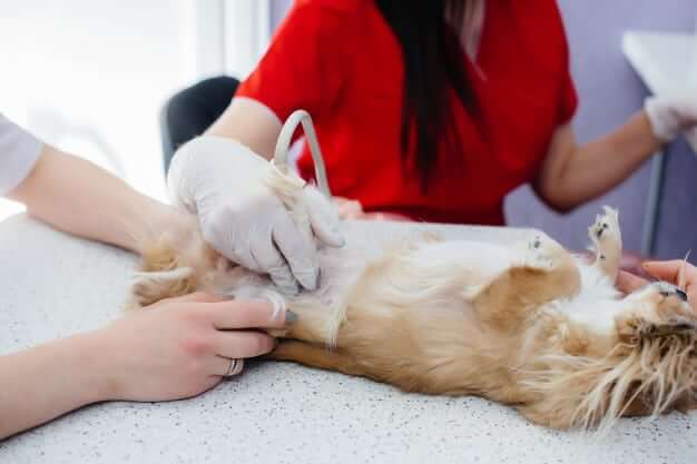 Cachorro com dor de barriga no veterinário