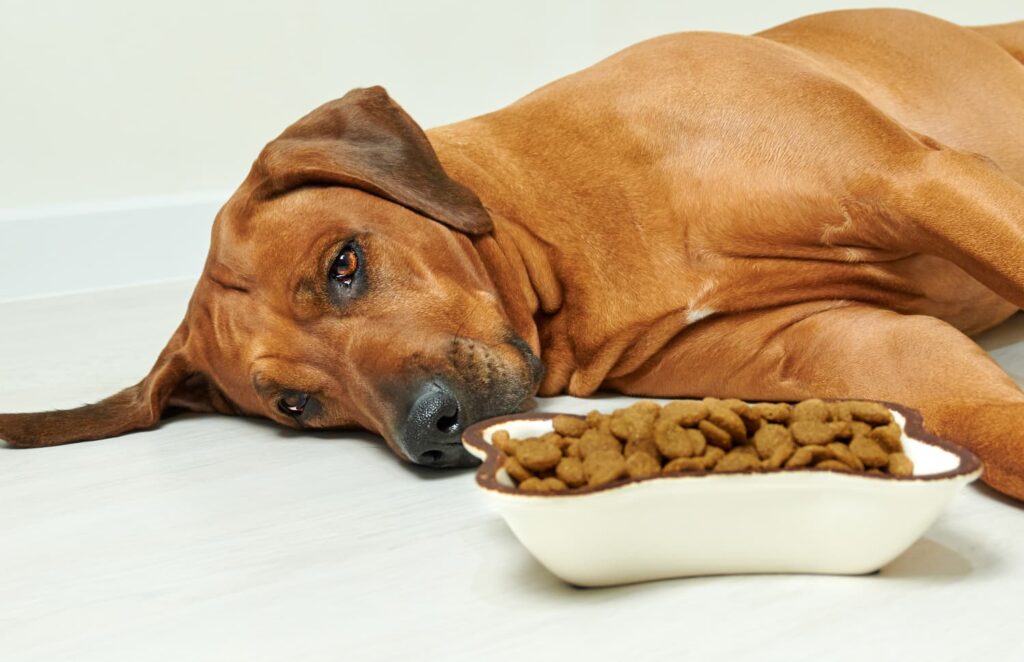 Cachorro com dor de barriga sem querer comer