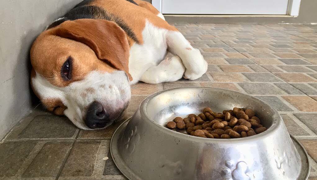 Cachorro com dor de barriga com apatia