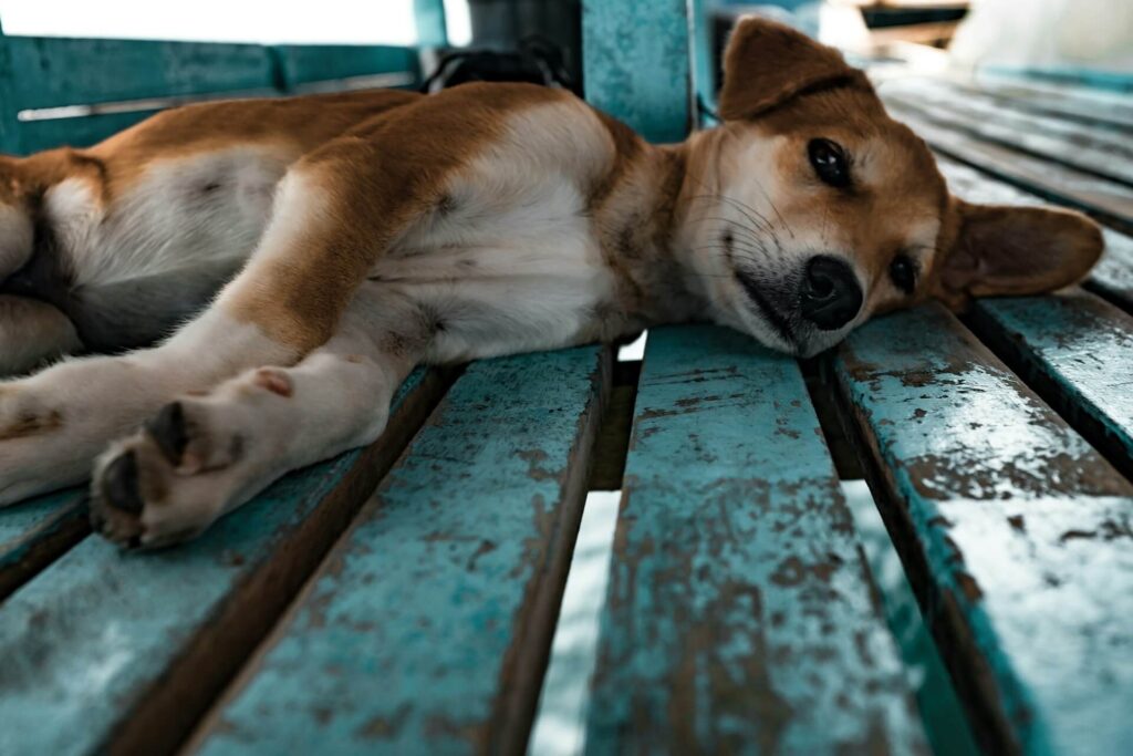 Cachorro com dor de barriga deitado