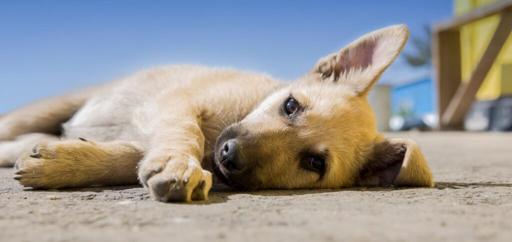 Cachorro com dor de barriga com dor