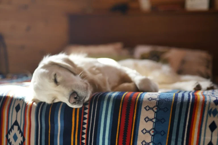 Cachorro sonhando latindo: É PERIGOSO? O que Fazer?