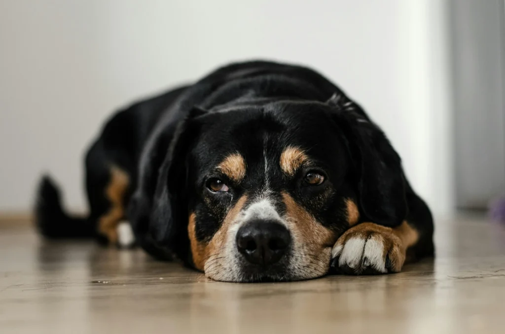 Cachorro latindo muito: Diminuindo latidos excessivos