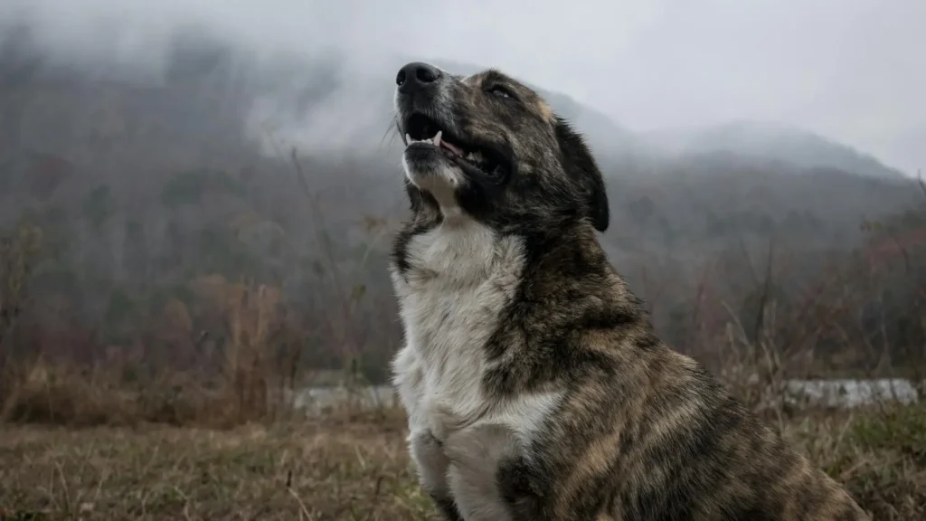 Cachorro latindo: tipos de latido