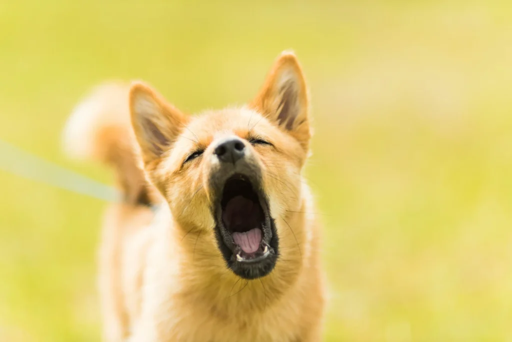 Cachorro latindo: erros que pioram o problema