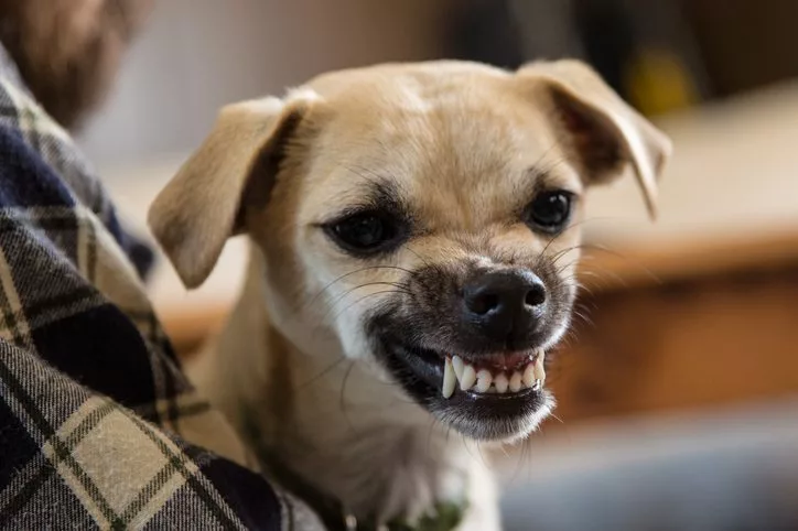 Cachorro olhando pro nada e rosnando